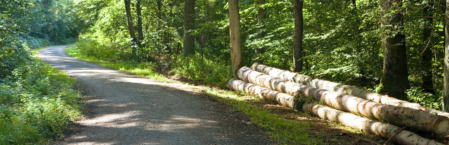Landwirtschaftliche und forstwirtschaftliche Immobilien:Weg im Wald, Forstwirtschaft