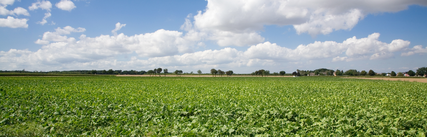 Landwirtschaftliche und forstwirtschaftliche Immobilien:Feld, Landwirtschaft